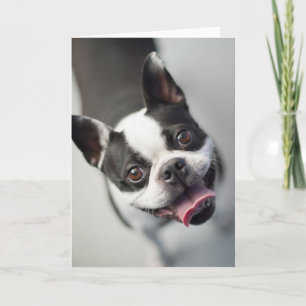 Tarjeta Animales de bebé más afectados Sonrisa en el Bul