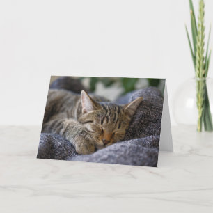 Tarjeta Animales de bebé más afectados   Tabby Kitten Slee