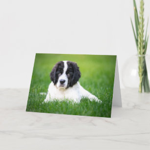 Tarjeta Animales de bebé más afectados   Tubería de Terran