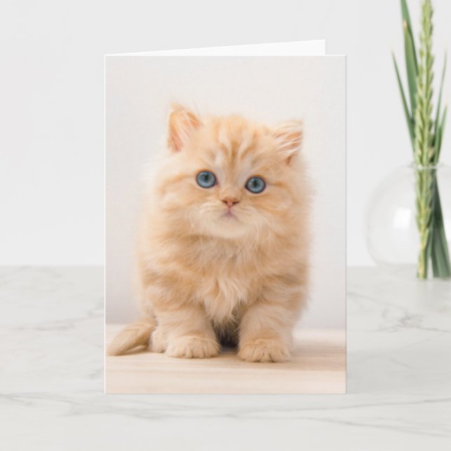 Tarjeta Animales de bebé más afectados | Un Gatito Británi (Anverso)