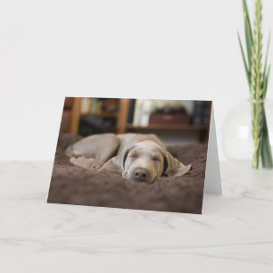 Tarjeta Animales de bebé más afectados   Weimaraner Puppy 