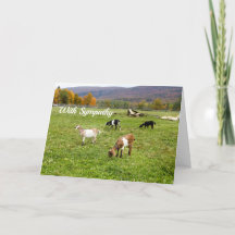 Animales Goats Pasture Vermont Photo Sympathy