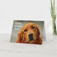 Ánimo/ Recupérate Perrito Cute Golden Retriever