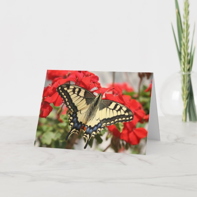 Tarjeta Anise Swallowtail Card (Anverso)