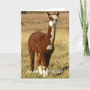 Tarjeta Aniversario de la Alpaca