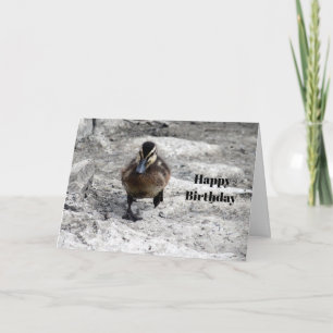 Tarjeta Aniversario de la foto de Mallard Duckling