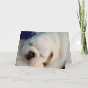 Tarjeta Aniversario de porcino del Bulldog inglés soñador