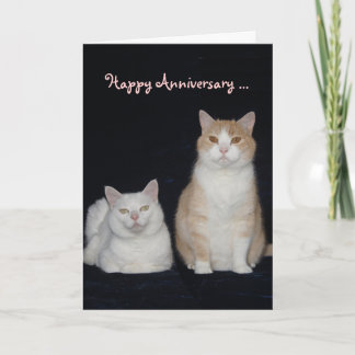 Tarjeta Aniversario divertido de gatos