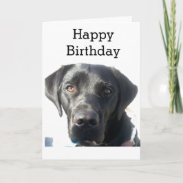 Tarjeta Aniversario feliz de la recuperación del labrador
