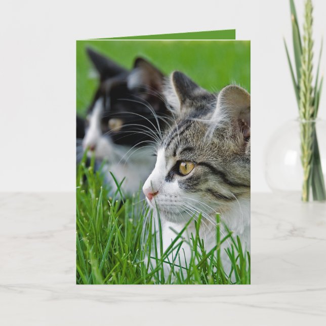 Tarjeta Aniversario Tabby Gatitos En Grasa (Anverso)