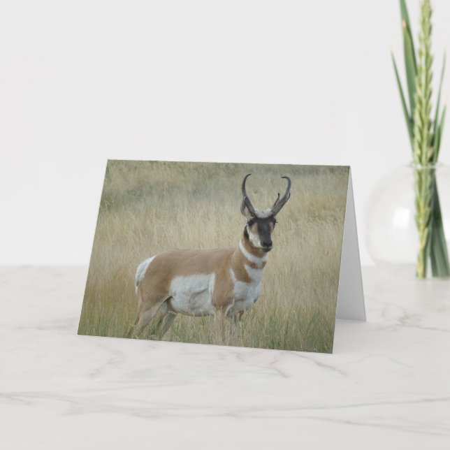 Tarjeta Antelope Pronghorn Big Buck (Anverso)