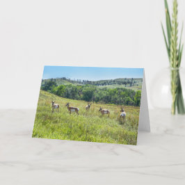 Tarjeta Antelopes de Pronghorn, Dakota del Sur