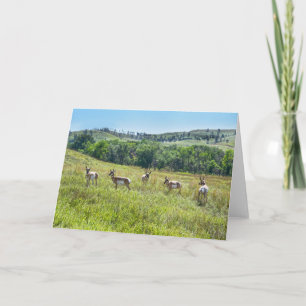 Tarjeta Antelopes de Pronghorn, Dakota del Sur