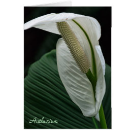 Tarjeta: Anthurium Flower