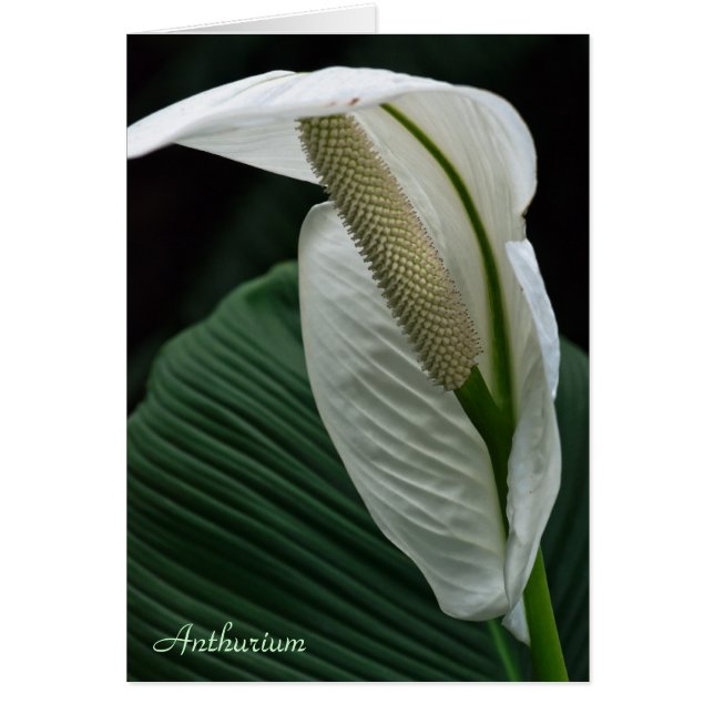 Tarjeta: Anthurium Flower (Frente)