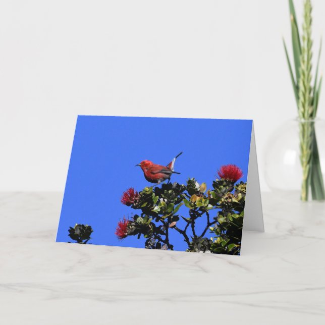 Tarjeta 'Apapane Pequeño Pájaro Rojo (Anverso)