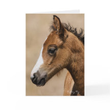 Apollo- Oregon Mustang