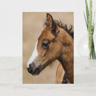 Tarjeta Apollo- Oregon Mustang
