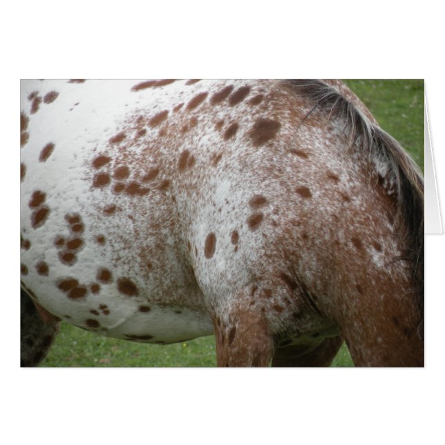 Tarjeta Appaloosa (Anverso (Horizontal))