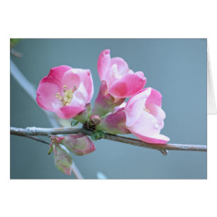 Tarjeta Apple Blossom #P0358