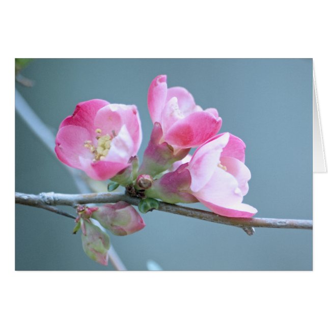 Tarjeta Apple Blossom #P0358 (Anverso (Horizontal))