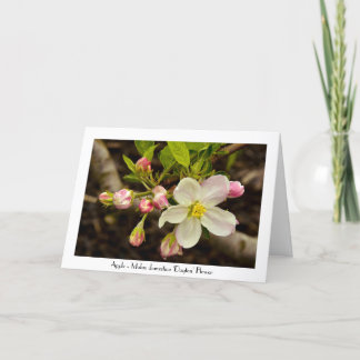 Tarjeta Apple Blossoms Todas las ocasiones Saludo Gracias