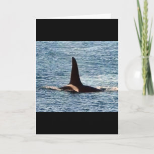Tarjeta Aquarius Orca Ballena Asesina de la Costa Oeste Pe
