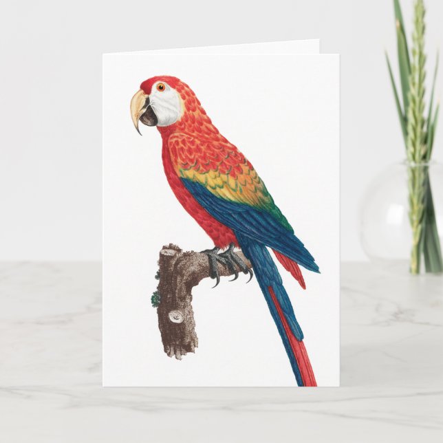 Tarjeta Ara Canga Parrot (Anverso)