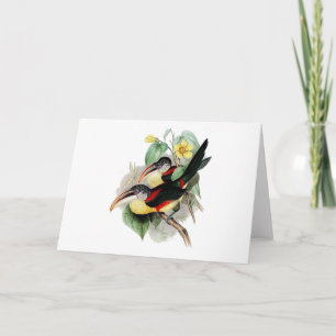 Tarjeta Aracari Rizado-con cresta