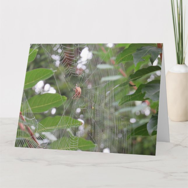 Tarjeta Araña en espera (Anverso)