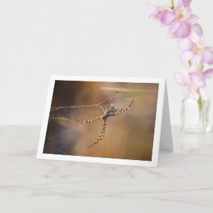 Tarjeta Araña tejedora orbicular bandeada
