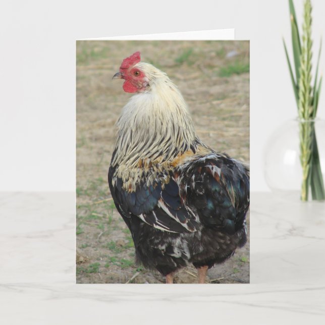 Tarjeta Araucana Rooster (Anverso)