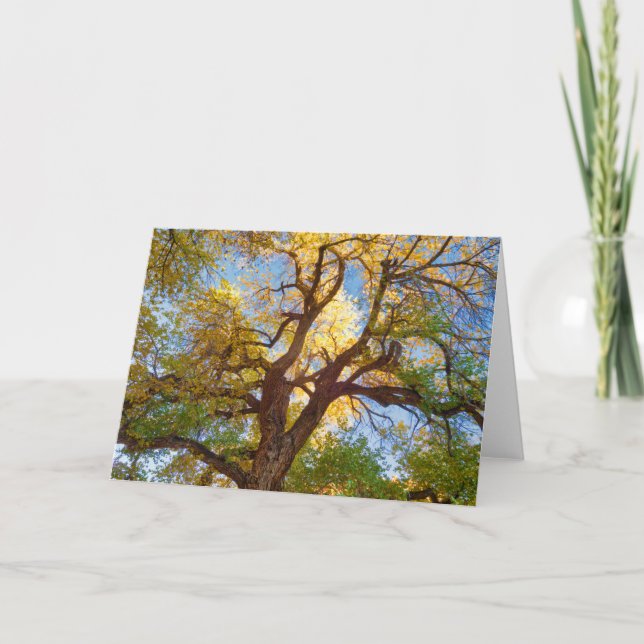 Tarjeta Árbol de algodón | Parque nacional de los arrecife (Anverso)