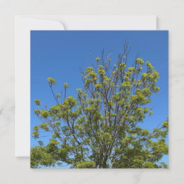 Tarjeta Árbol De Ash Alto En La Hermosa Foto Del Cielo Azu
