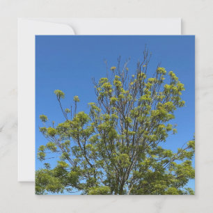 Tarjeta Árbol De Ash Alto En La Hermosa Foto Del Cielo Azu