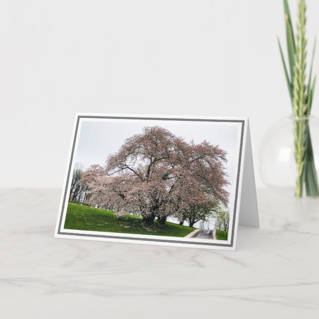 Tarjeta Árbol de cerezo rosa ligero con Petelitos en el su (Anverso)