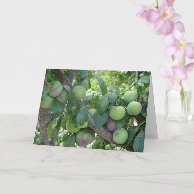Tarjeta Árbol de ciruelas púrpuras sin madurar (Orquídea)