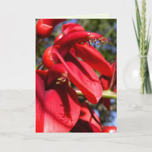 Tarjeta Árbol de corales de espolón