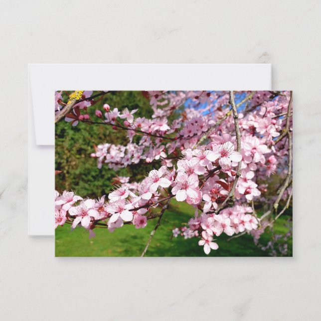 Tarjeta Árbol de flor de cerezo en el parque (Anverso)