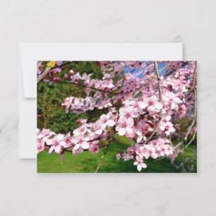 Tarjeta Árbol de flor de cerezo en el parque