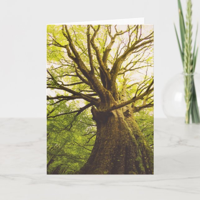 Tarjeta Árbol de haya hermoso (Anverso)
