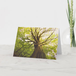 Tarjeta Árbol de haya hermoso