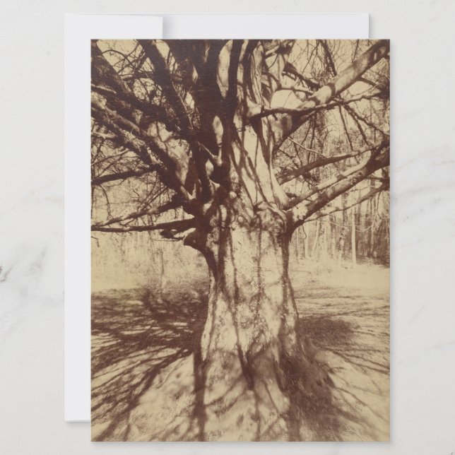 Tarjeta Árbol de haya (por Eugène Atget) (Anverso)