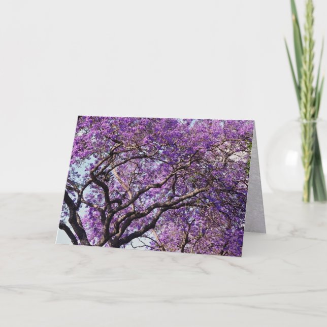 Tarjeta Árbol de jacaranda en flores de primavera (Anverso)