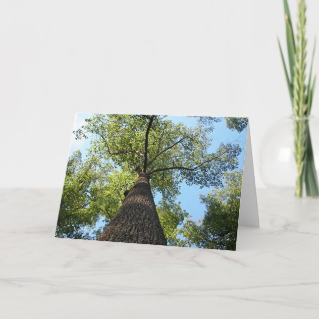 Tarjeta Árbol de Kentucky (Anverso)
