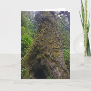 Tarjeta Árbol de mojigón gigante, Cabo Perpetua, Oregón