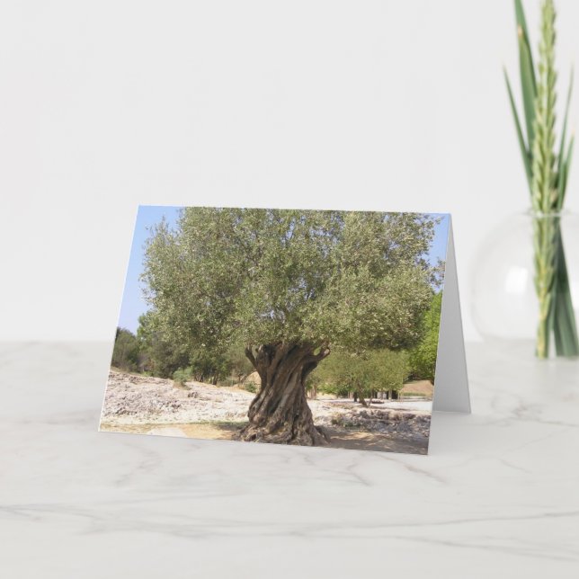 Tarjeta Árbol de oliva de Israel (Anverso)