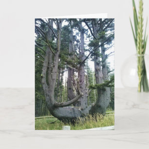 Tarjeta Árbol de pulpo, meares de Cabo, orregón