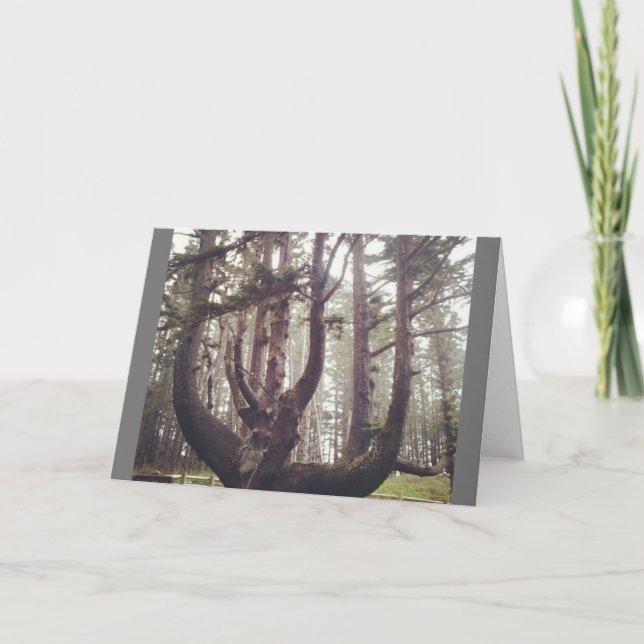 Tarjeta Árbol de pulpo, meares de Cabo, orregón (Anverso)