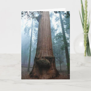 Tarjeta Árbol de secuoyas gigantes en Grant Grove, CA